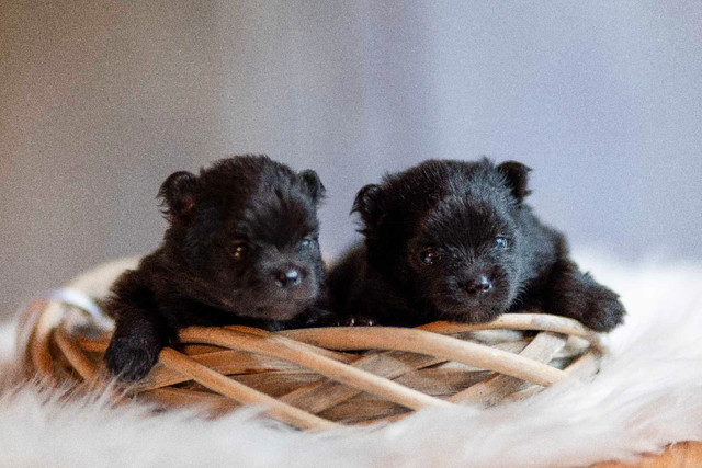Poméranien pure race dans Chiens et chiots à adopter  à Laurentides - Image 3