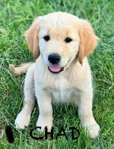 Golden Retriever/Labrador Puppies Available, View more