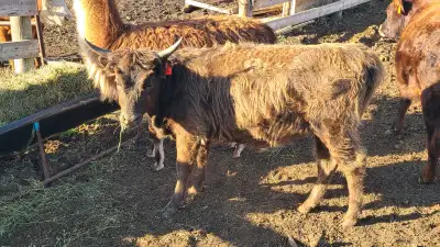 Purebred unregistered Highland heifer for sale. Born Sept 2024 on pasture. Not the most quiet heifer...