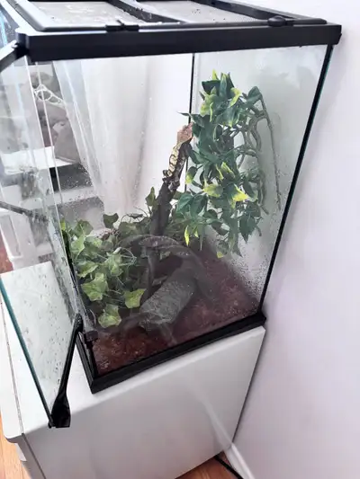  Crested gecko male with accessories and aquarium plus food , View more