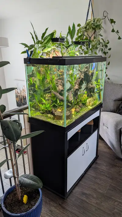 Currently selling some fish as we are getting rid of your 65 gallon aquarium. Check Facebook marketp...