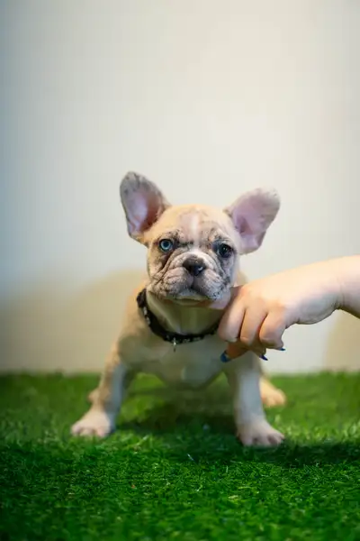 Strong Bloodlines. Exotic Frenchies. Unmatched Quality. , View more