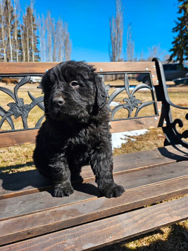 Newfoundlander pups ready for their forever home May 4th, 2024 in Dogs & Puppies for Rehoming in Edmonton - Image 3