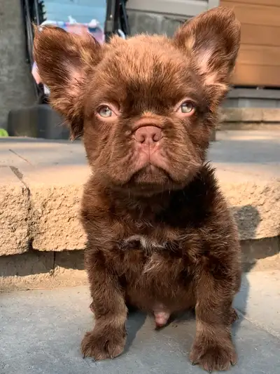 FRENCH BULLDOG - BOULEDOGUE FRANÇAIS, View more