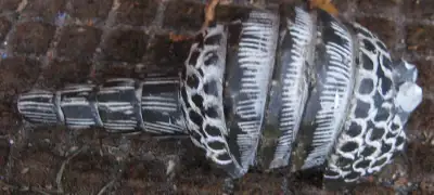 Armadillo Stone Carving Sculpture Figurine Paperweight Statue, View more