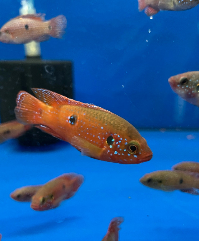 Jewel cichlids in Fish for Rehoming in Bedford