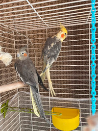 2 Cockatiels mâle et femelle, à vendre ensemble avec leur cage.
