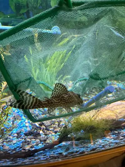pleco clown , View more