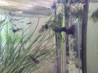BLACK MOSCOW GUPPIES