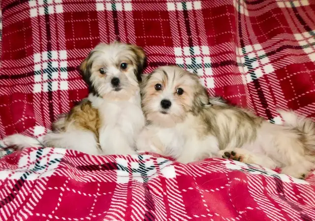Chiots Malshi  (514-430-1821) in Dogs & Puppies for Rehoming in City of Montréal - Image 6