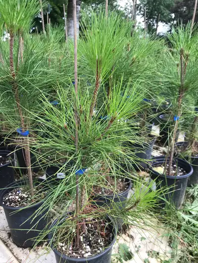 Beauty trees 18”-2’ In 1 gal. pots $12 each or 10/$100 See my other adds