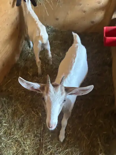 Boar/ Nubian Goat Kids , View more