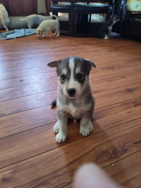 Husky puppies for sale in Dogs & Puppies for Rehoming in Sarnia - Image 2