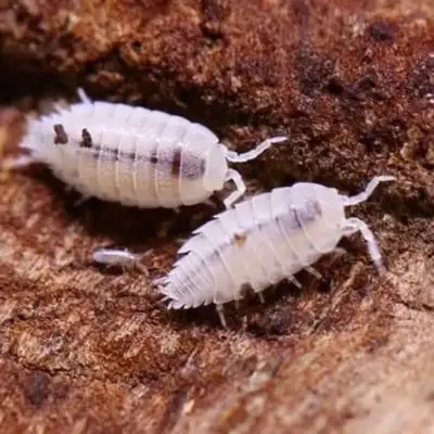 Dwarf White Isopods, View more