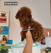 Tiny Toy Poodle Puppy  Purebred