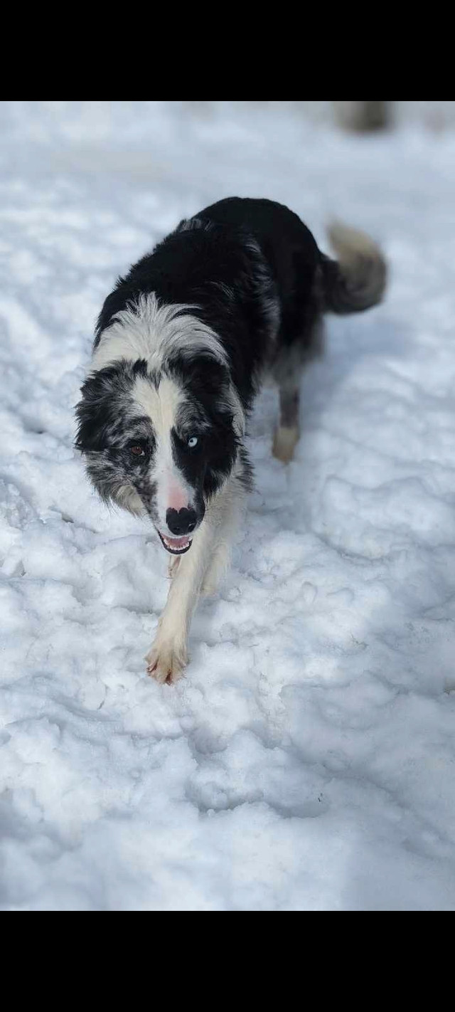 Border Collie male registered CBCA  in Dogs & Puppies for Rehoming in Oshawa / Durham Region - Image 4