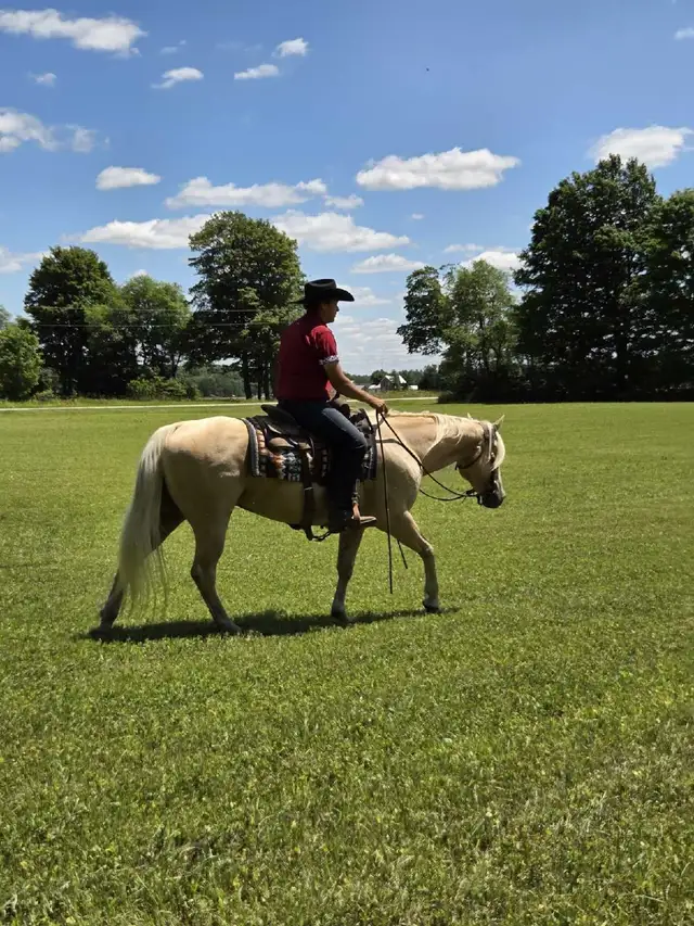 Broke Horses For Sale in Horses & Ponies for Rehoming in Owen Sound - Image 11