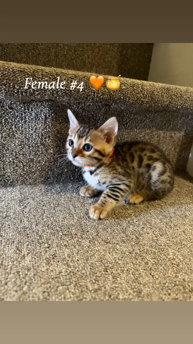 bébé bengal in Cats & Kittens for Rehoming in West Island - Image 3