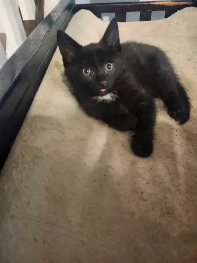 ONE Male Kitten Left, View more