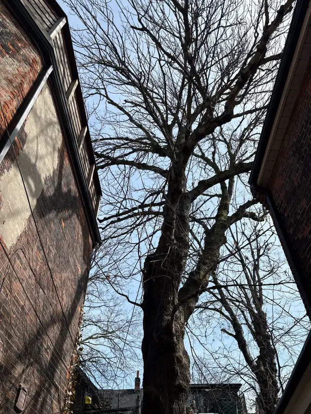 Tree, cutting services trimming and full removal630056637597471213