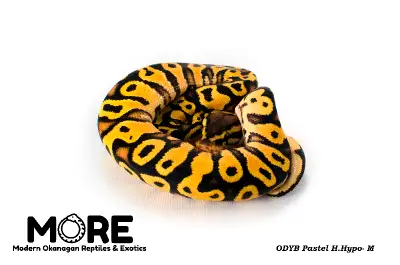 Up for sale are almost 100 beautiful baby ball pythons! All snakes are guaranteed to be healthy at t...