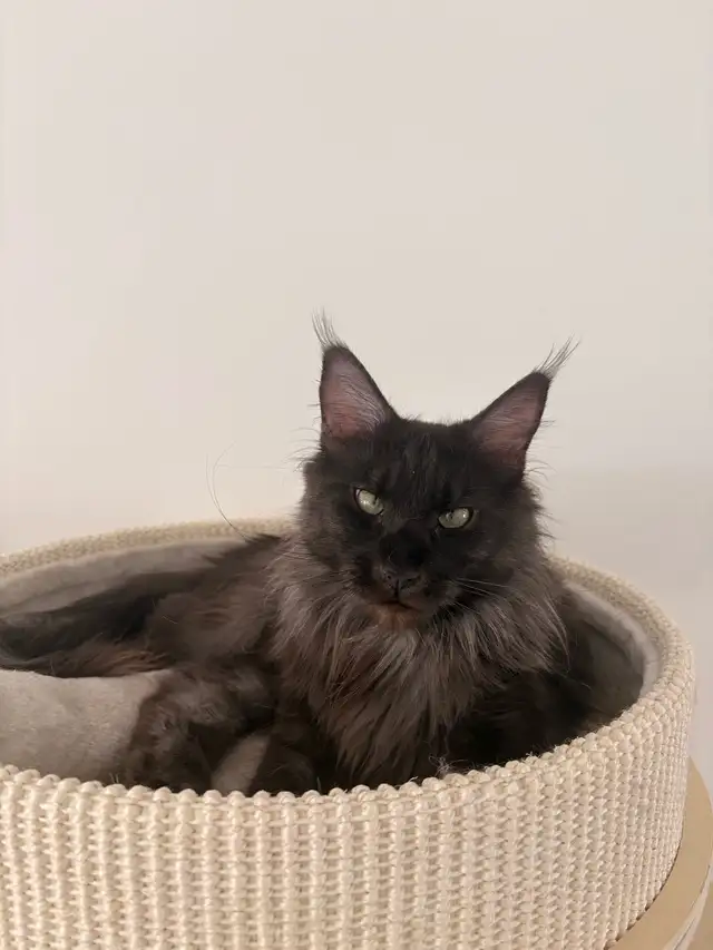 Female Mainecoon Breeding Queen