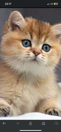 Beautiful purebred British shorthair kittens ❤️