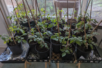 Heirloom tomato plants for sale - tomatoes