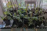 Home grown heirloom tomato plants for sale - tomatoes