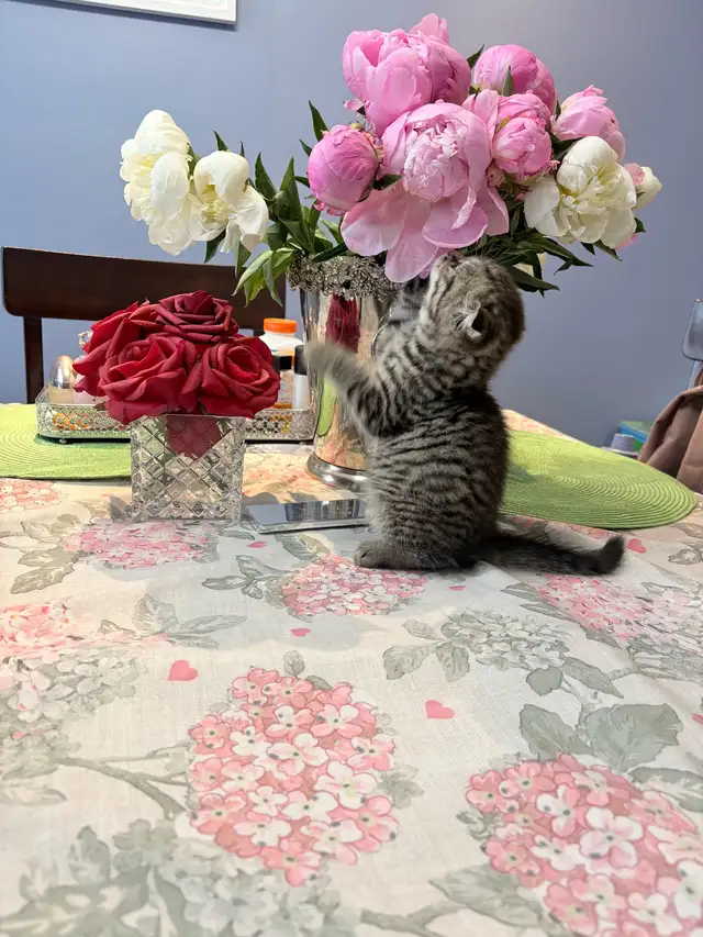 Purebred Scottish Fold Kittens in Cats & Kittens for Rehoming in City of Toronto - Image 8