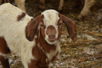 Many goats available * no wethers left. 