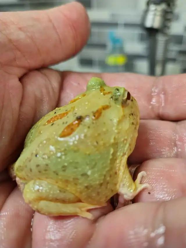 Pikachu Pac-Man frog in Reptiles & Amphibians for Rehoming in Kawartha Lakes - Image 4