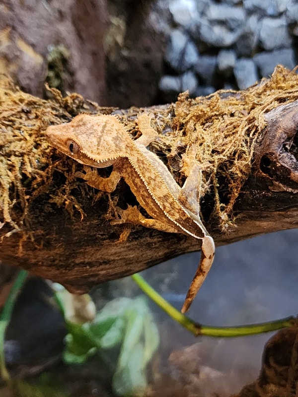 Crested Geckos Available! Canada day sale! Reptiles & Amphibians for