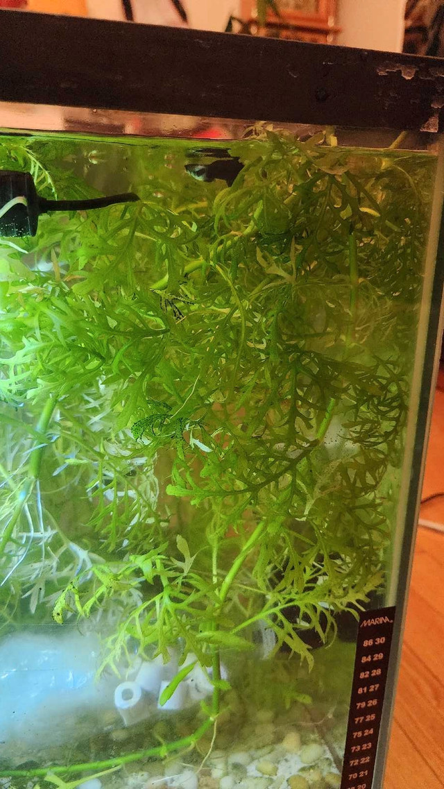 Guppy Bundle for Sale in Livestock in City of Toronto - Image 4