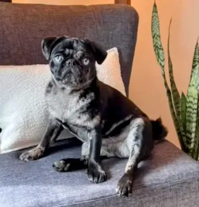 Quality home raised pug puppies have finally arrived!!!!! - reserve your family member now MERLES, B...