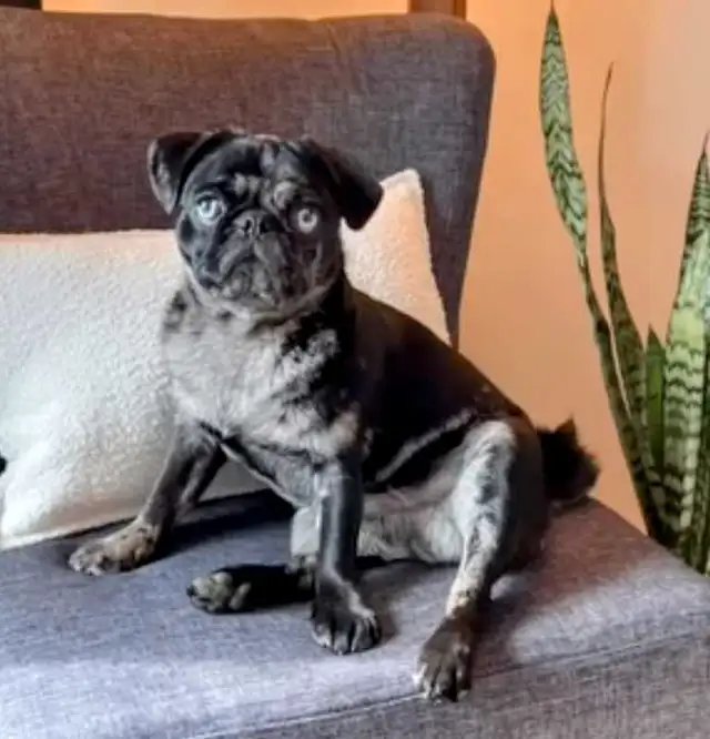 Quality Home Raised Pug Puppies - READY NOW in Dogs & Puppies for Rehoming in City of Toronto - Image 2