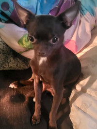 Chihuahua male