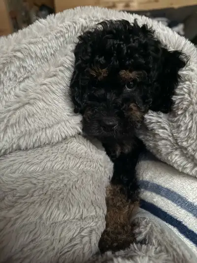 miniature cockapoo poodle, View more