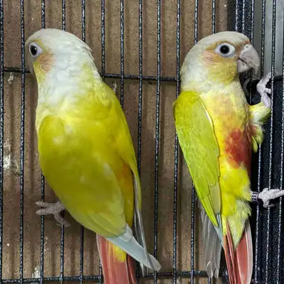 Suncheek Conure, View more