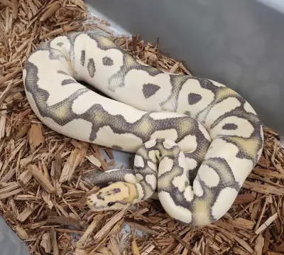 Male proven breeder Orange Dream Fire DG Clown het Hypo , View more