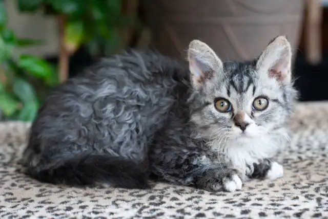 Chaton Lambkin ( Munchkin X Selkirk Rex ) in Cats & Kittens for Rehoming in City of Montréal - Image 8