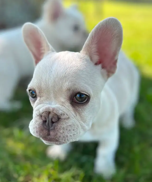Adorable, Female, French Bulldog Puppy in Dogs & Puppies for Rehoming in London - Image 11