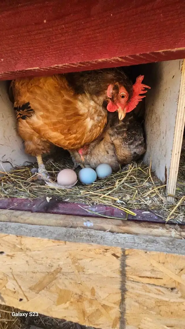 Fertilized /  Hatching chicken eggs in Livestock in Hamilton - Image 4