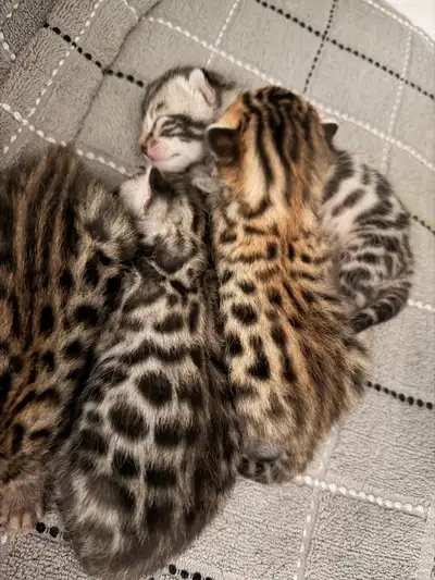 Bengal (enregistré TICA), View more