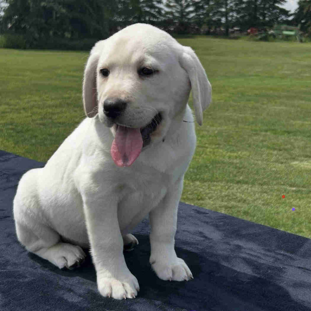 White Labrador Puppies in Dogs & Puppies for Rehoming in Saskatoon