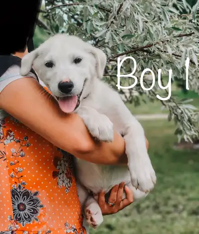 3 left!! Great Pyrenees + Husky puppies, View more