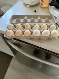 Silkie hatching eggs