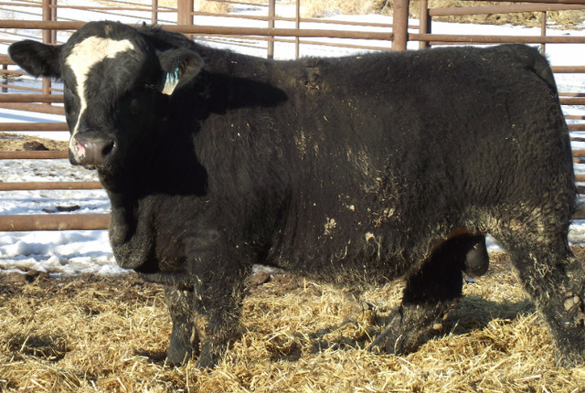 Black Registered Simmental Bull for sale in Livestock in Edmonton