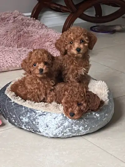 Adorable Purebred Toy Poodle Embark Tested Parents, View more