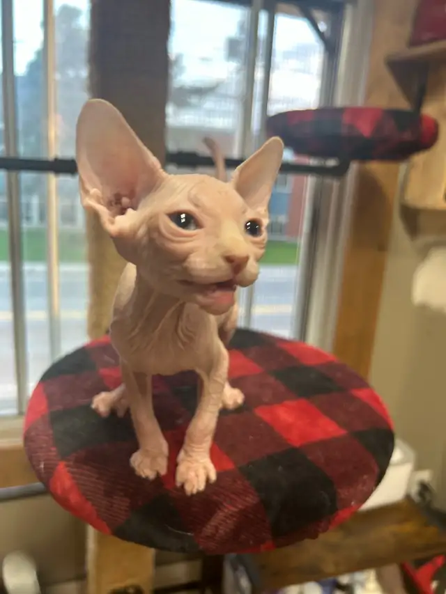 chaton sphynx-elf  in Cats & Kittens for Rehoming in Lanaudière - Image 7